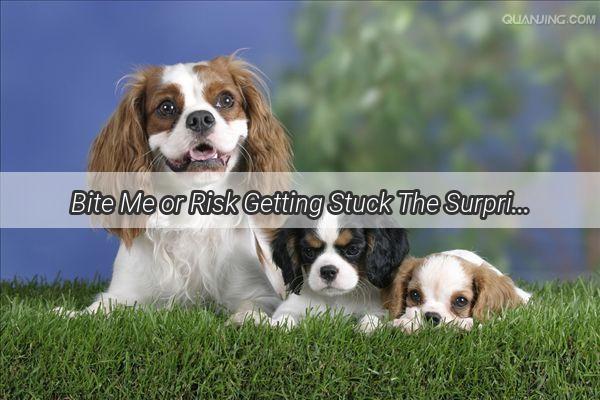 Bite Me or Risk Getting Stuck The Surprising Dilemma of Your Dogs Chewing Habits